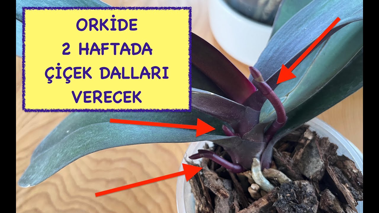 Если вы сделаете все это, ваша орхидея зацветет уже через 2 недели.