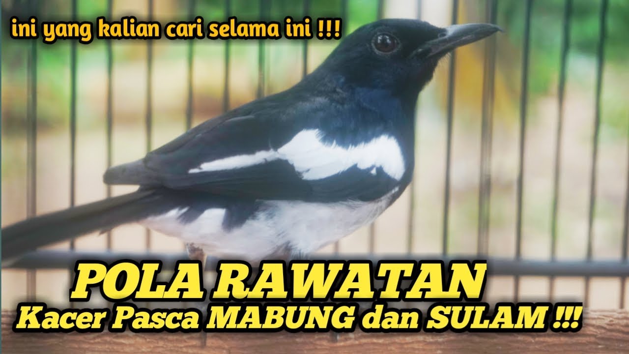 RAWATAN PASCA MABUNG DAN SULAM UNTUK KACER