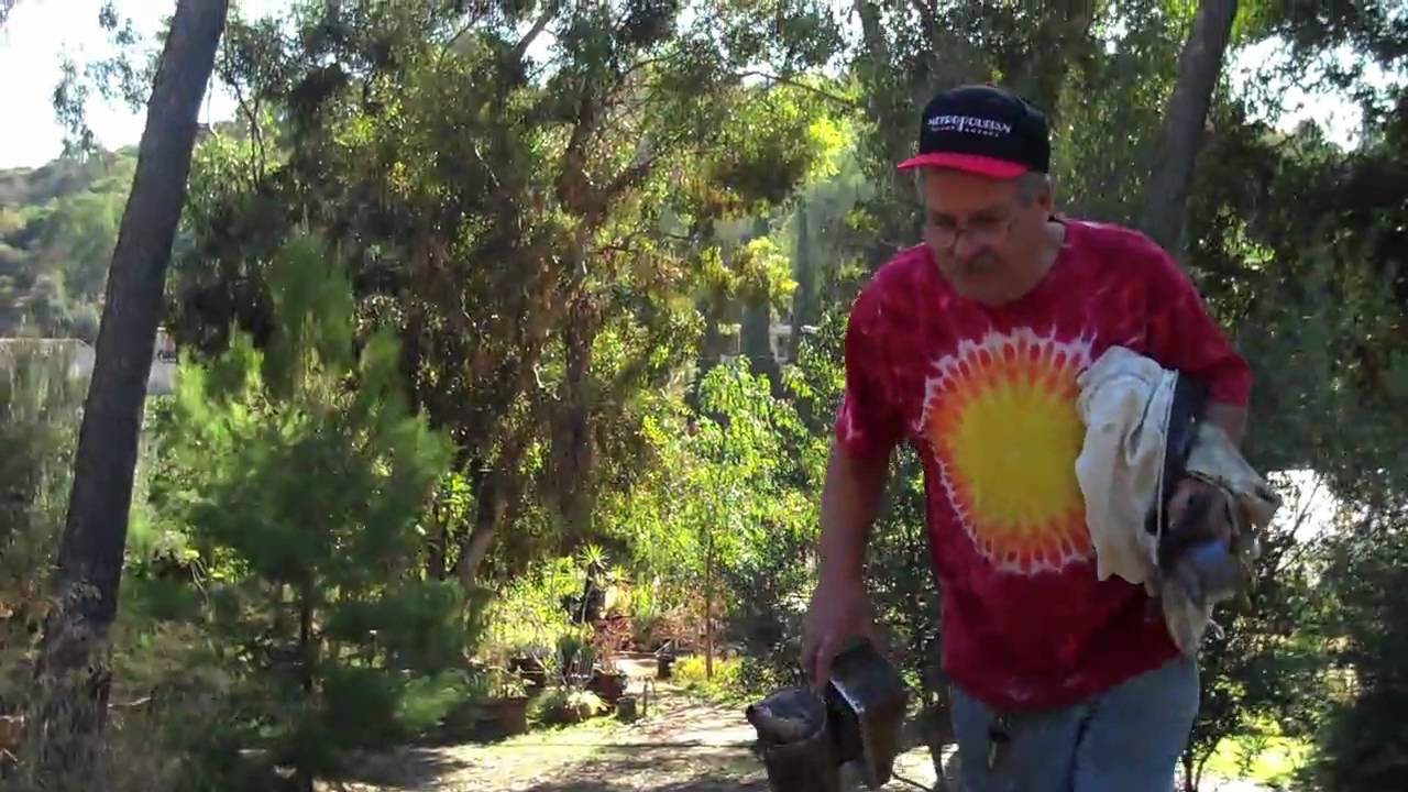 Backwards Beekeepers TV: The ShopVac Bees (How to do a Cut-Out)
