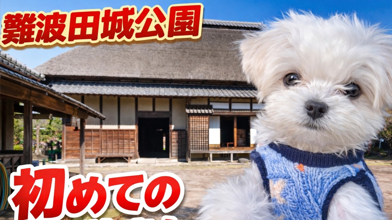 【生後4ヶ月の子犬】初場所での散歩でマルチーズ大はしゃぎ！
