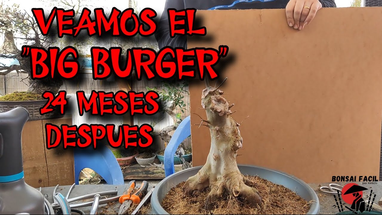 Trasplante BigBurger 2 años despues - Bonsai Facil