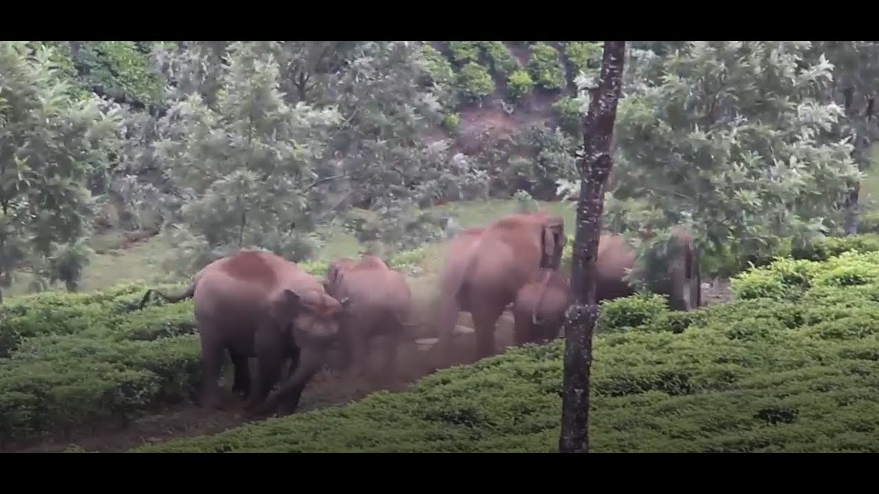 Attacked by 5 Wild Elephants in Munnar, India - 2017