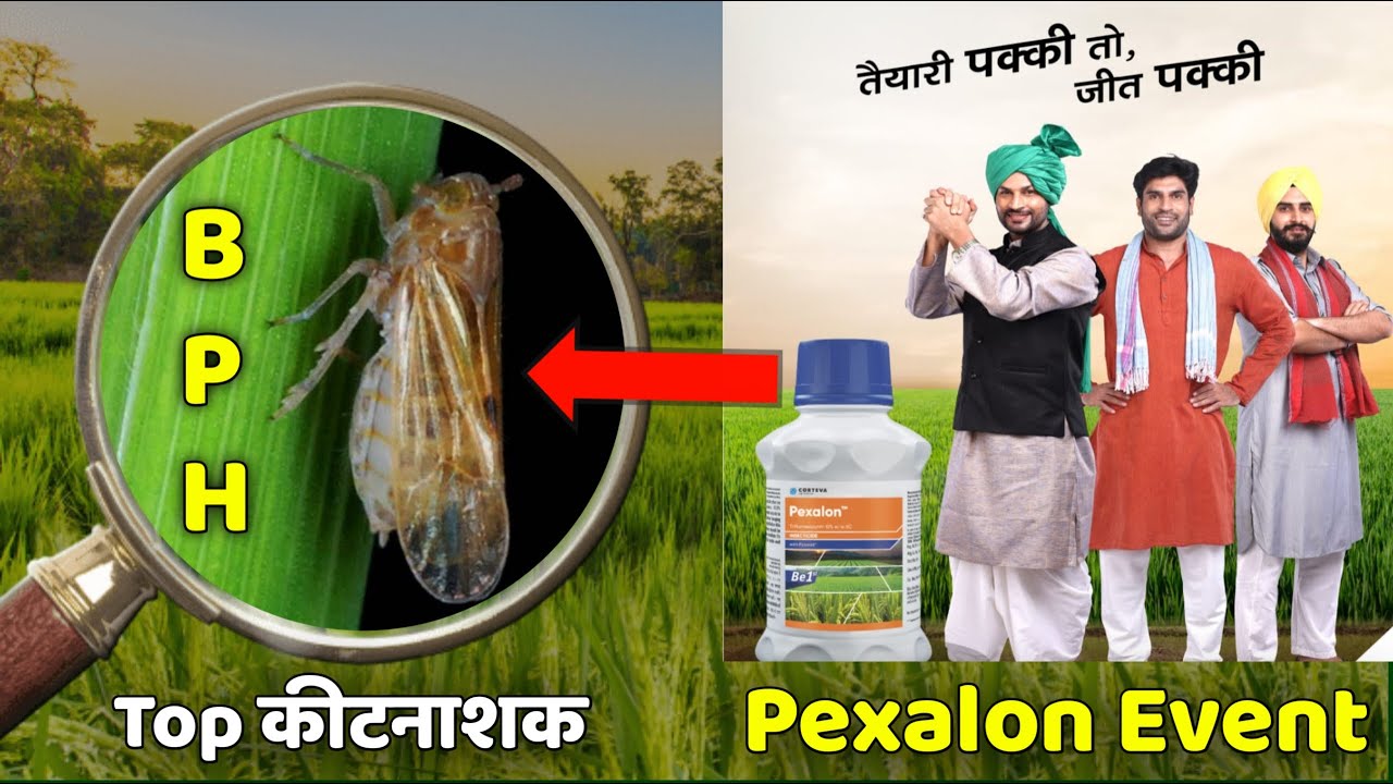 धान में तेला, माहू के लिए टॉप कीटनाशक | Pexalon | Top Insecticide for BPH & WBPH Control in Paddy