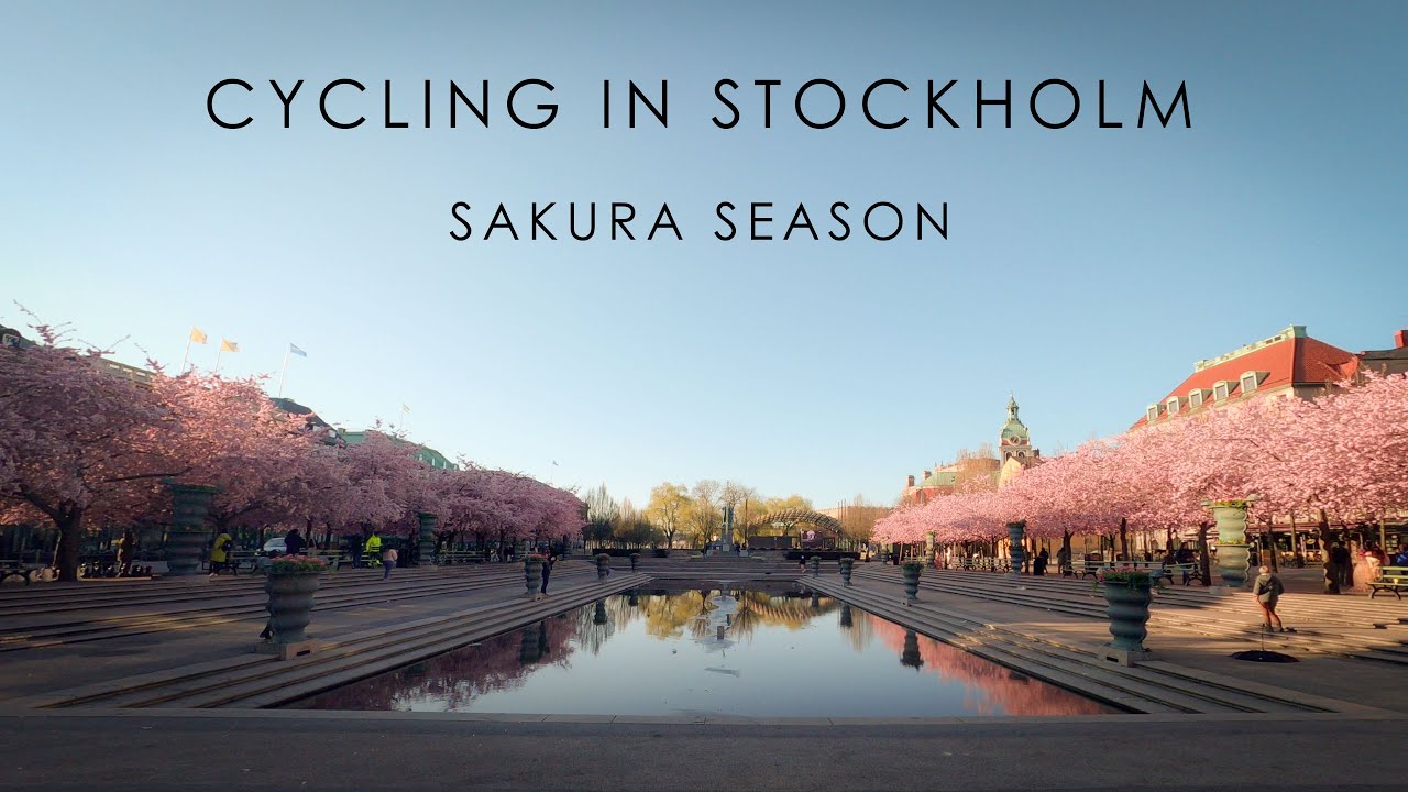 Cycling to the best sakura viewing locations in Stockholm