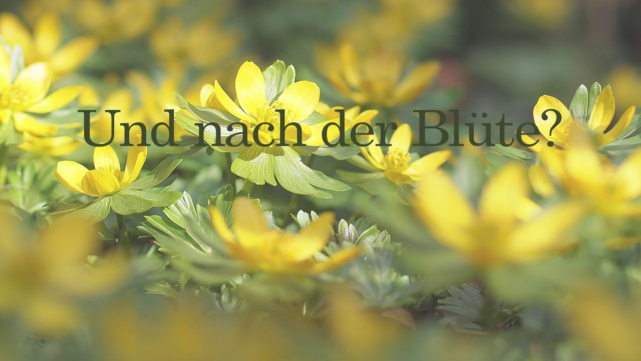 Meine grüne Leidenschaft - Nach der Blüte von Krokus & Co