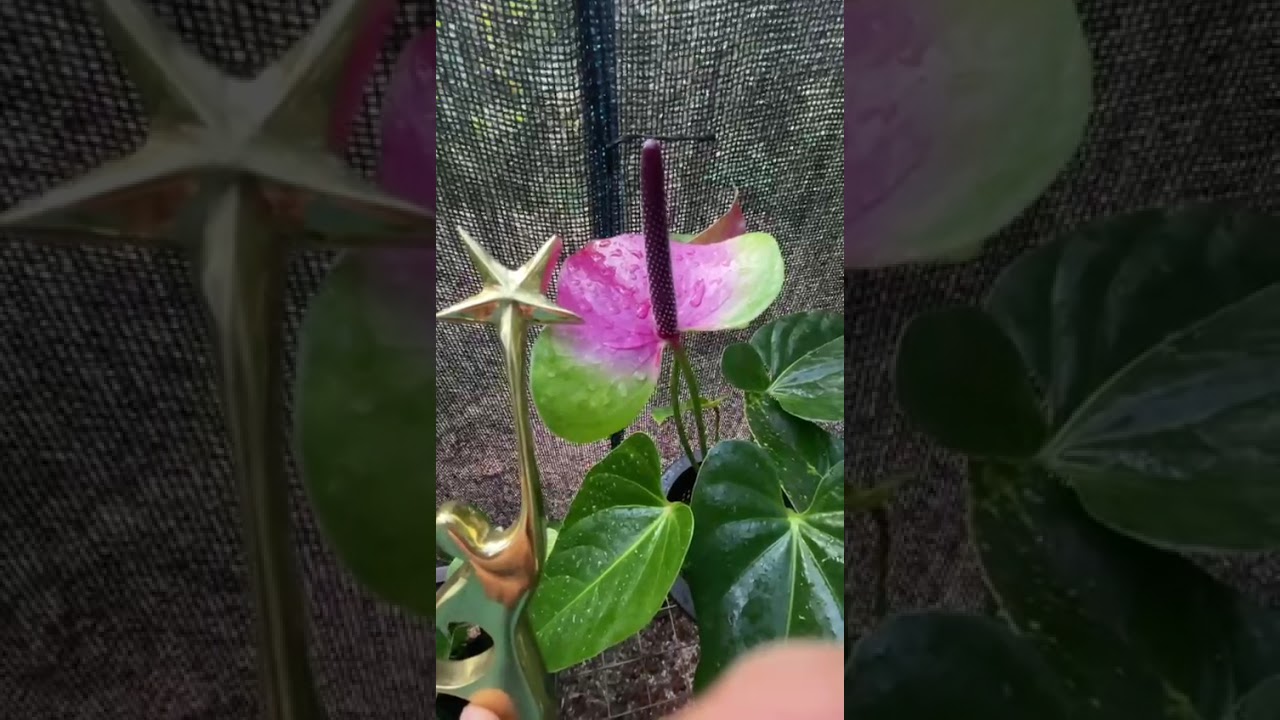 සතුට බෙදාගන්න ඕනී ඔයාලත් එක්කම#anthuriumwagawasinhala#plants#fypviral#flowers0765647812