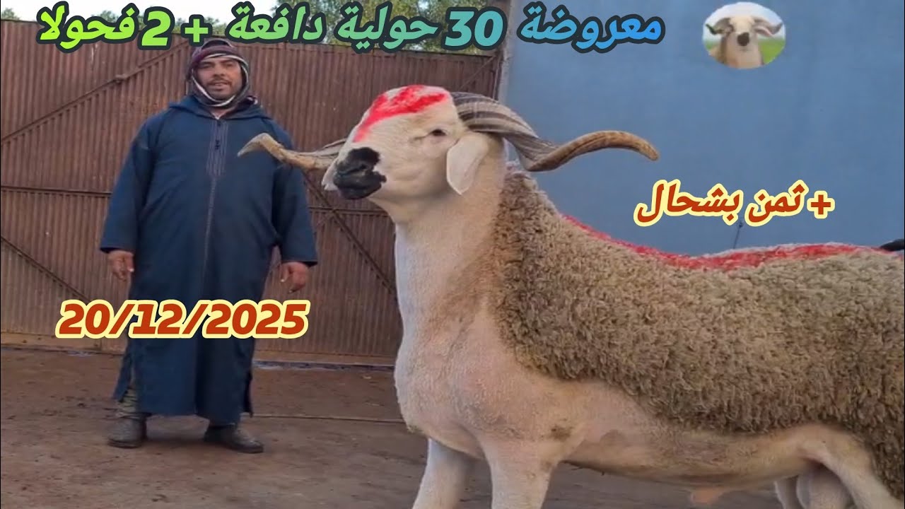 ها جدبد في ضيعة عبد المجيد اولاد سعيد 30 حولية دافعة + 2 فحولا مع دكر الثمن بتارخ 20/12/25