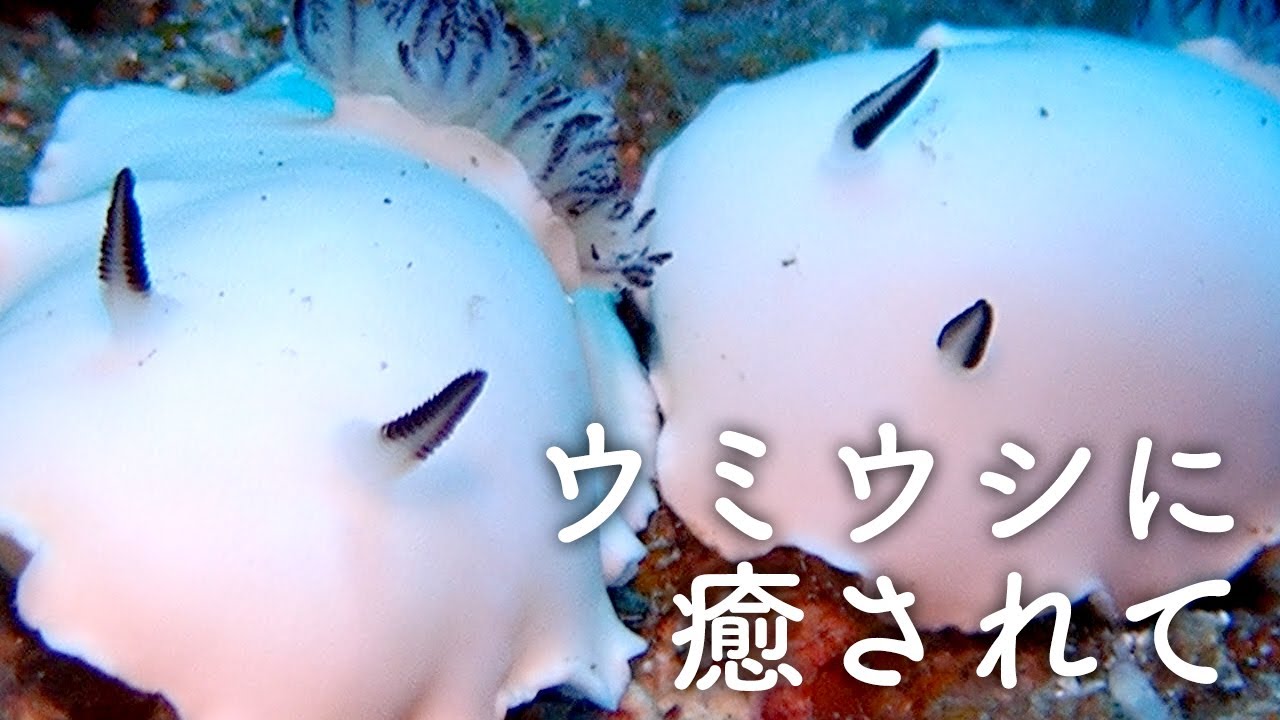 ［眠れる映像］ウミウシに癒されて良い夢見てください