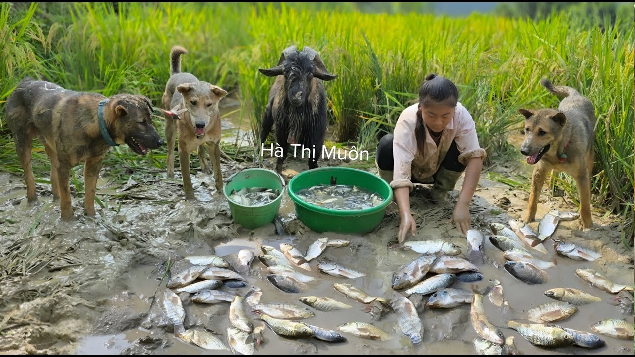 Vietnamese girl with dog and goat suck water from rice field to catch fish - ha thi muon