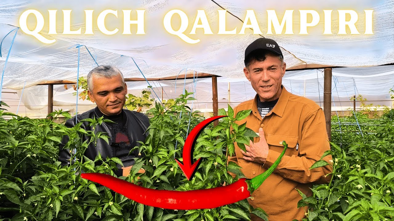 Yangi Qilich Qalampri Hosillari 1 Video Piskent | Янги Қилич Қалампри Ҳосиллари 1 Видео Пискент