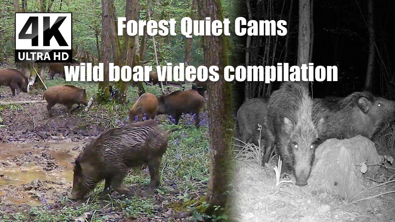The Secret Life of Wild Boars | Night & Day Forest Moments
