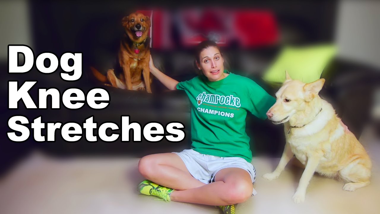 Dog Knee Stretches After CCL Surgery - Ask Doctor Jo