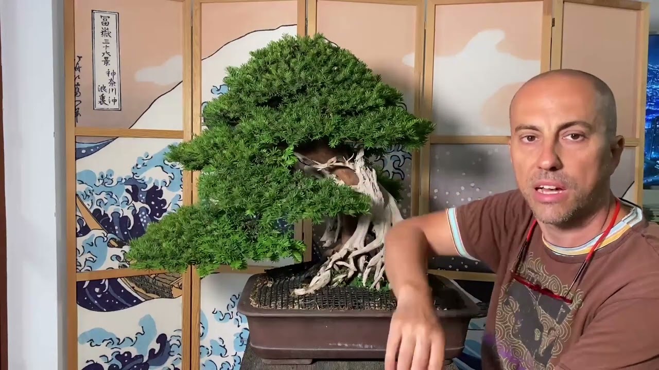 Potatura di un bonsai di tasso - Pruning a yew bonsai