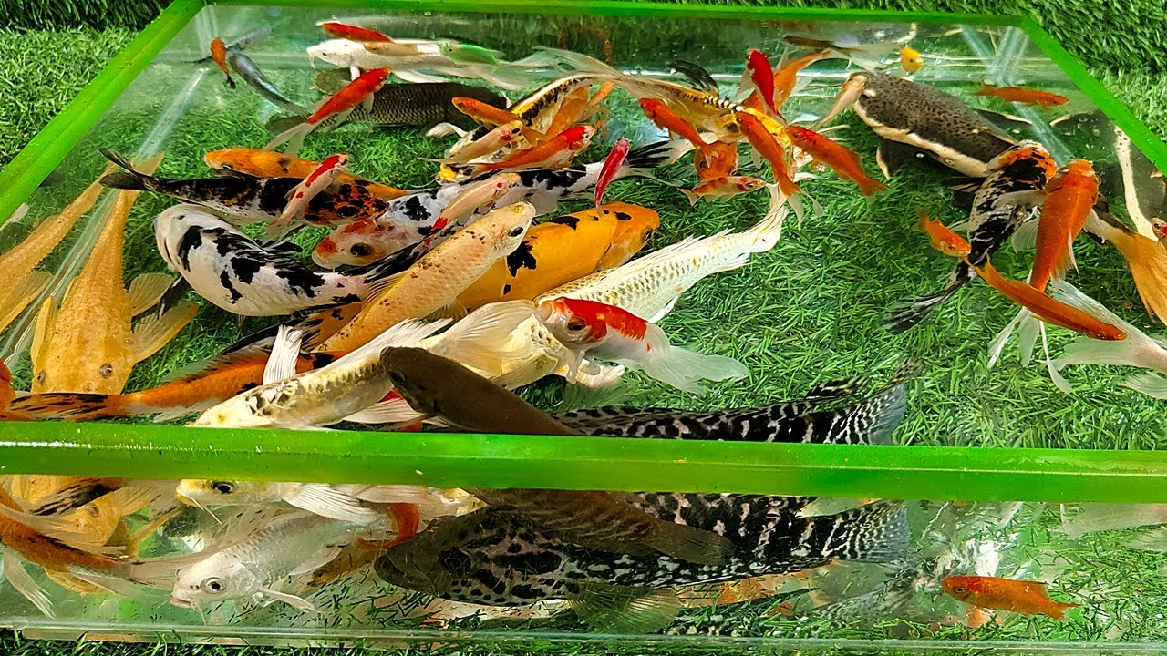 Unboxing Ikan Hias Warna Warni Ikan Oscar Cantik, Ikan Koi, Ikan Mas Koki, Ikan Lele, Ikan Glofish