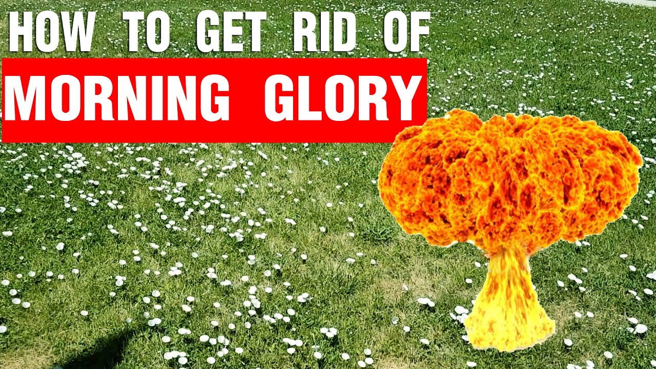 How to get rid of Morning Glory aka Bindweed.