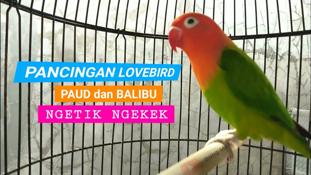 PANCINGAN lovebird PAUD balibu ISTIMEWA