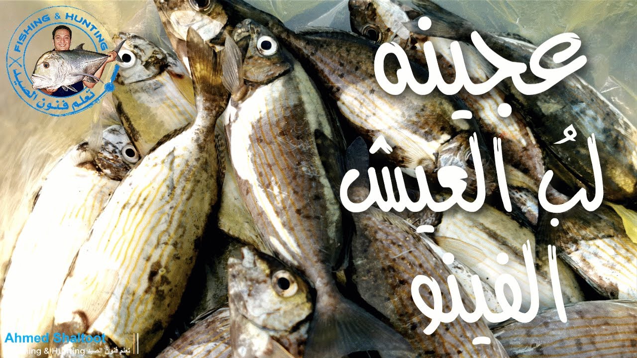 طريقه عمل عجينه صيد السمك | عجينه لُب العيش الفينو ( الصامولي ) لصيد السيجان او البطاطا