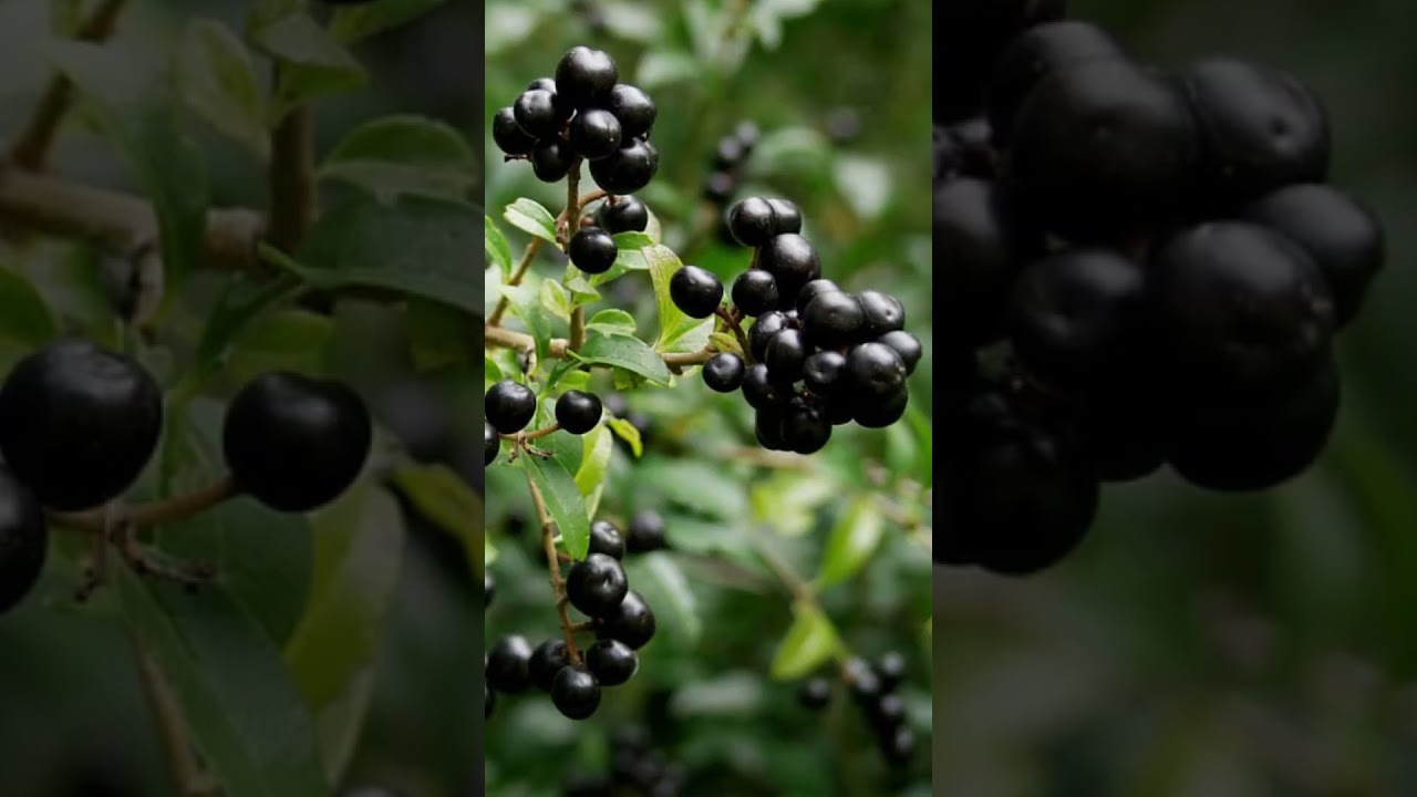 Осторожно! Волчьи ягоды, ядовитые ягоды #shorts