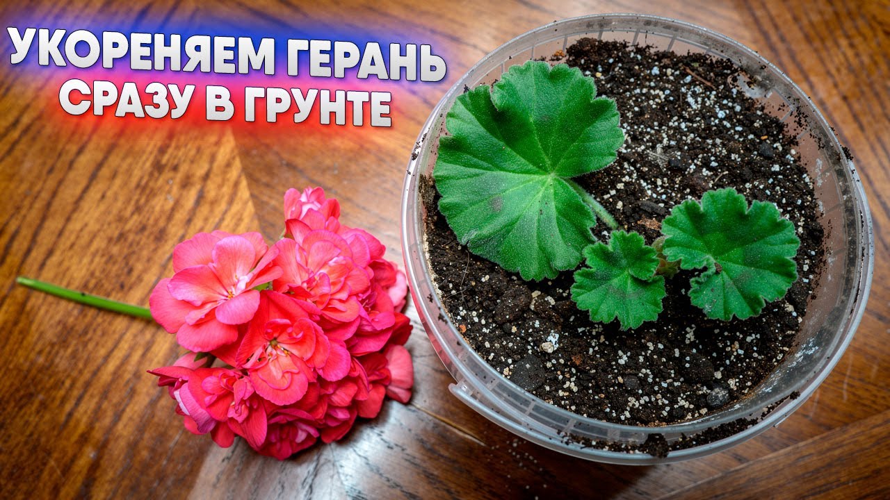 Укореняем герань сразу в грунте