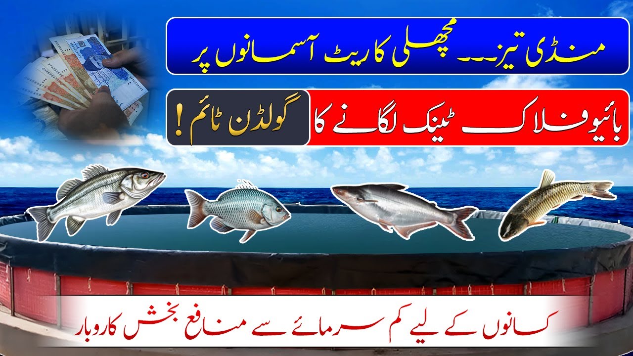 Biofloc fish farming in Pakistan| Best tank installer Smart Biofloc Technologies| New business idea