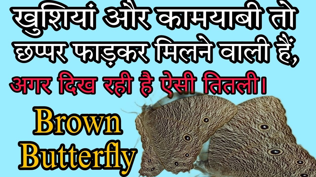 Seeing Brown Butterfly In The House auspicious Or Inauspicious भूरी तितली देखना?#brownbutterfly