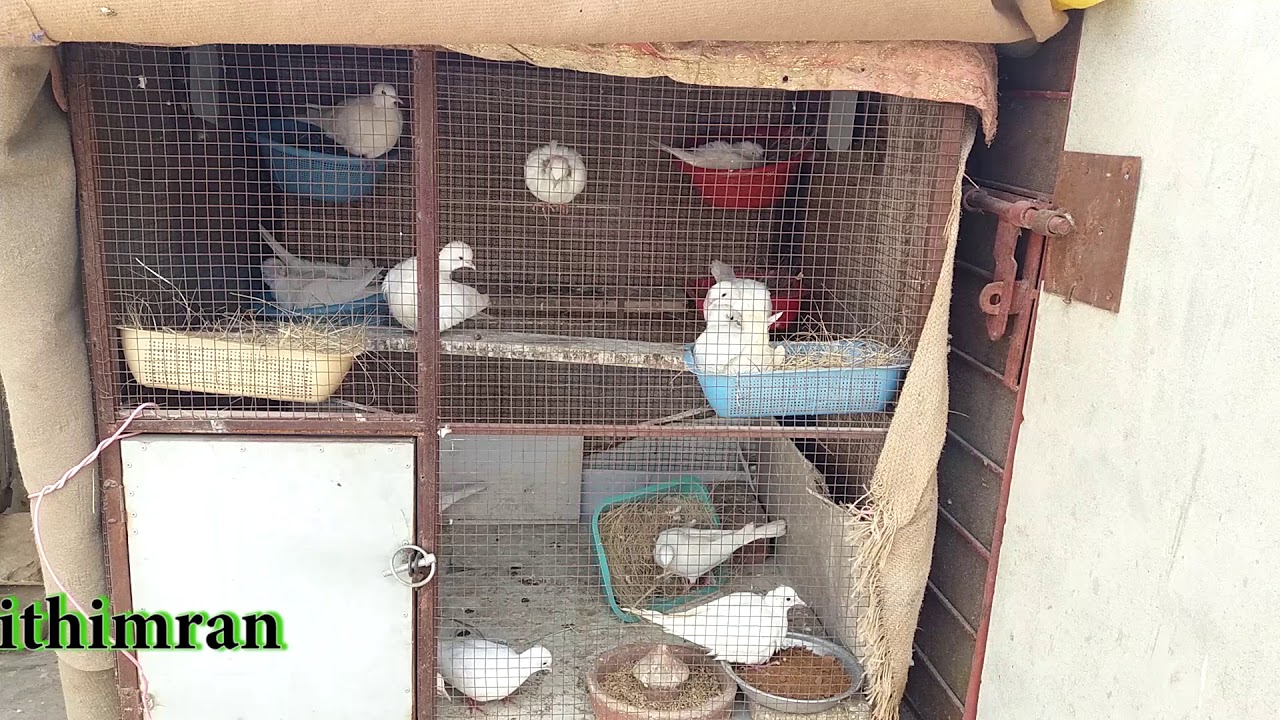 Khumra Breeding Farm Complete Information | Cage Information | Episode 01 |