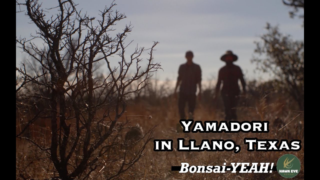 Texas Yamadori - Brandon Baldauf - Bonsai-YEAH!