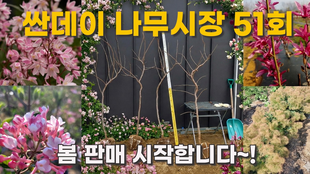 [싼데이 나무시장] 51회, 예쁜 꽃을 피우는 정원수와 함께 봄판매를 시작합니다.
