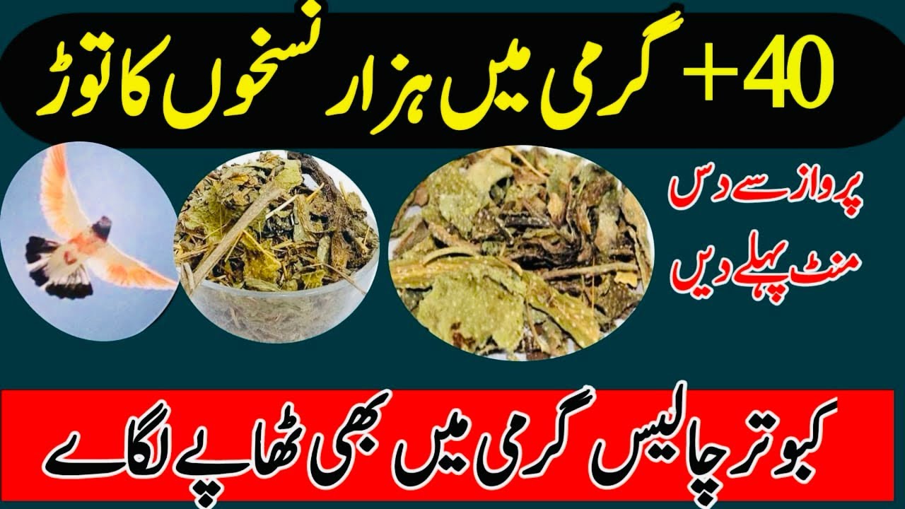 40 plus GARMI me hazar nuskhon ka tor