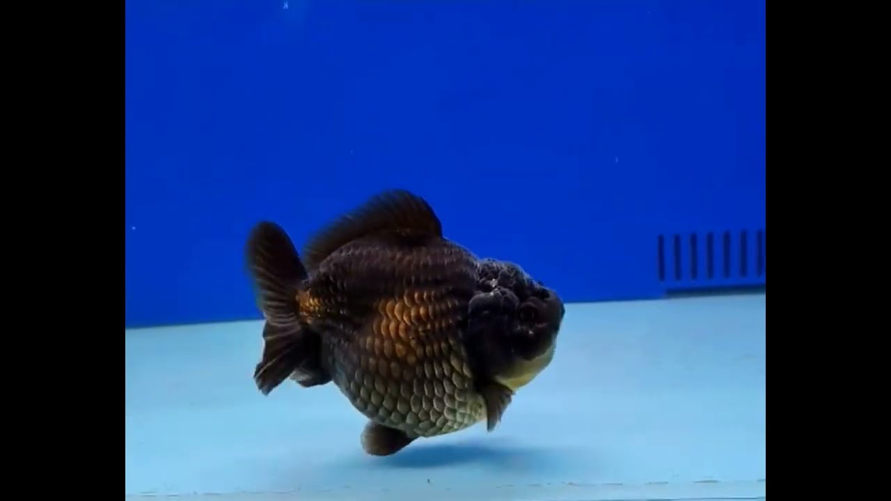 Yuan Bao Oranda
