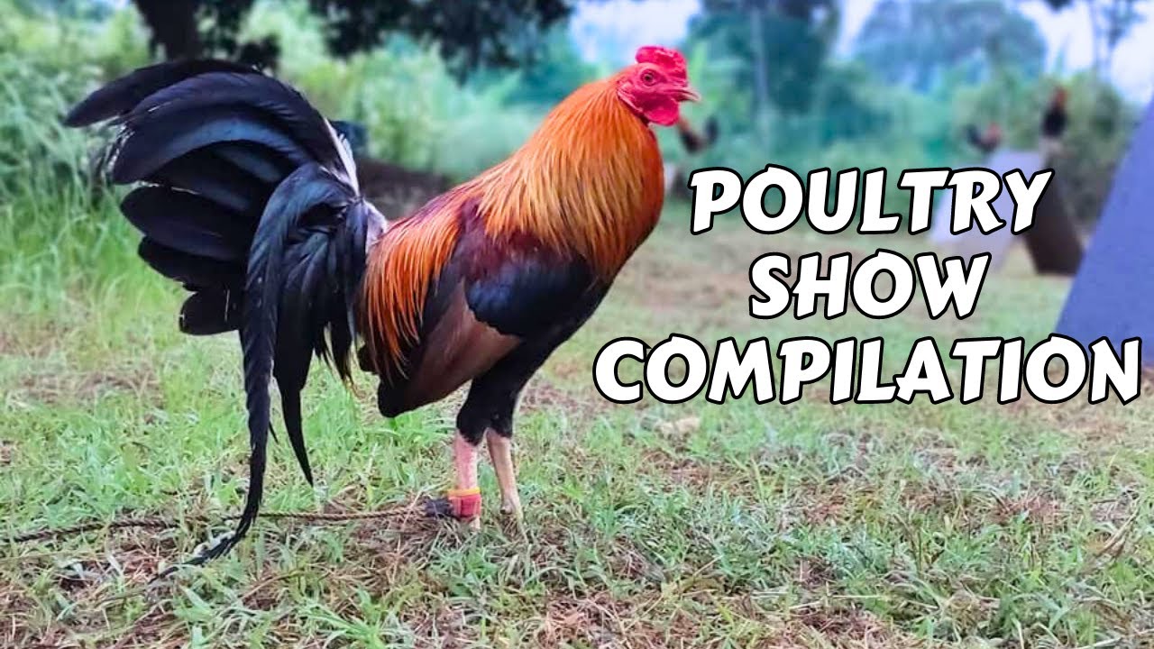 POULTRY EXPO 2023 COMPILATION