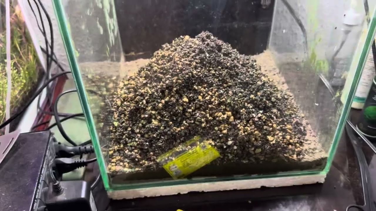 Montei outro aquário plantado usando húmus de minhoca