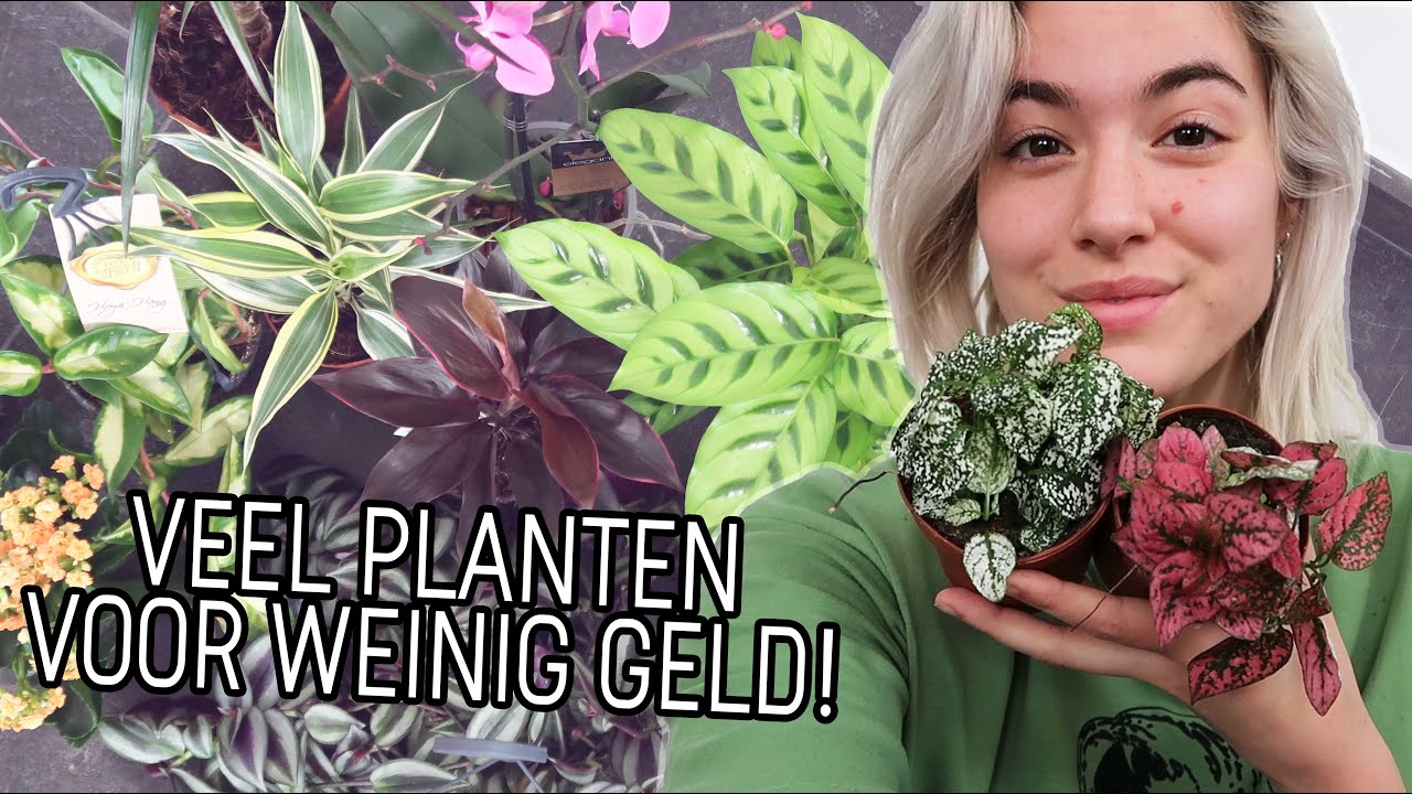 MEGA planten shoplog & unboxing (verrassingspakket) 🌿❤