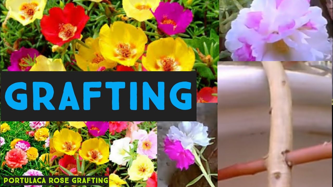 portulaca rose grafting | portulaca flower grafting | portulaca flower color | portulaca garden idea