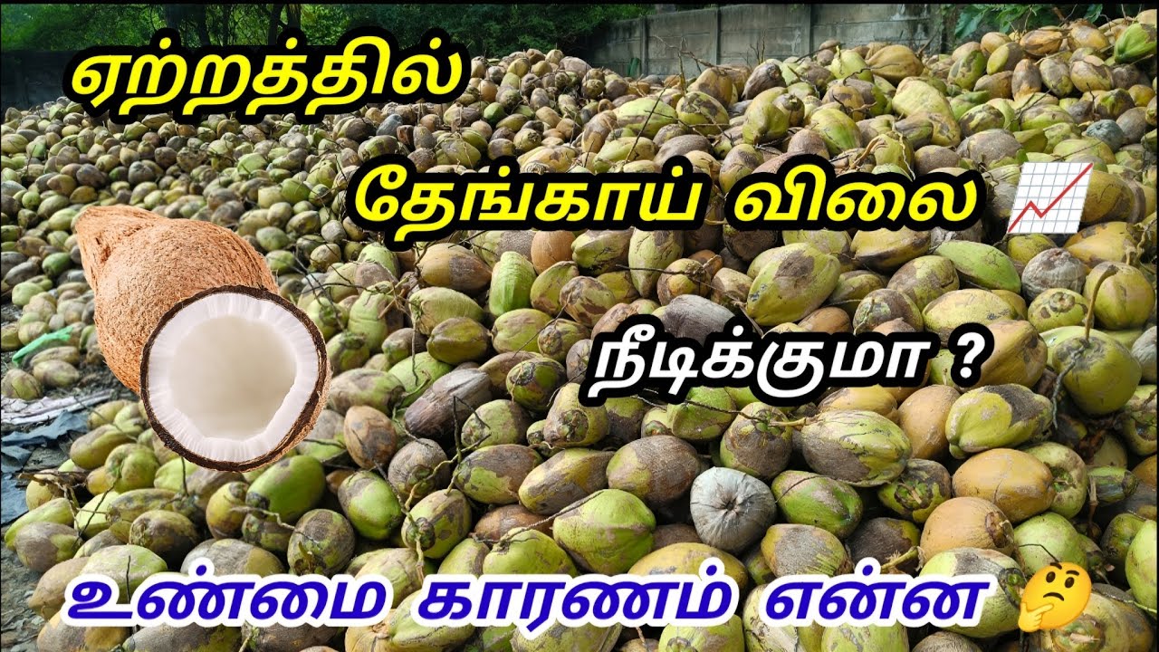 தேங்காய் விலை‌ ஏற்றத்தில் 📈 வாங்க பார்க்கலாம்! | Coconut Wholesale Business | Tamil 