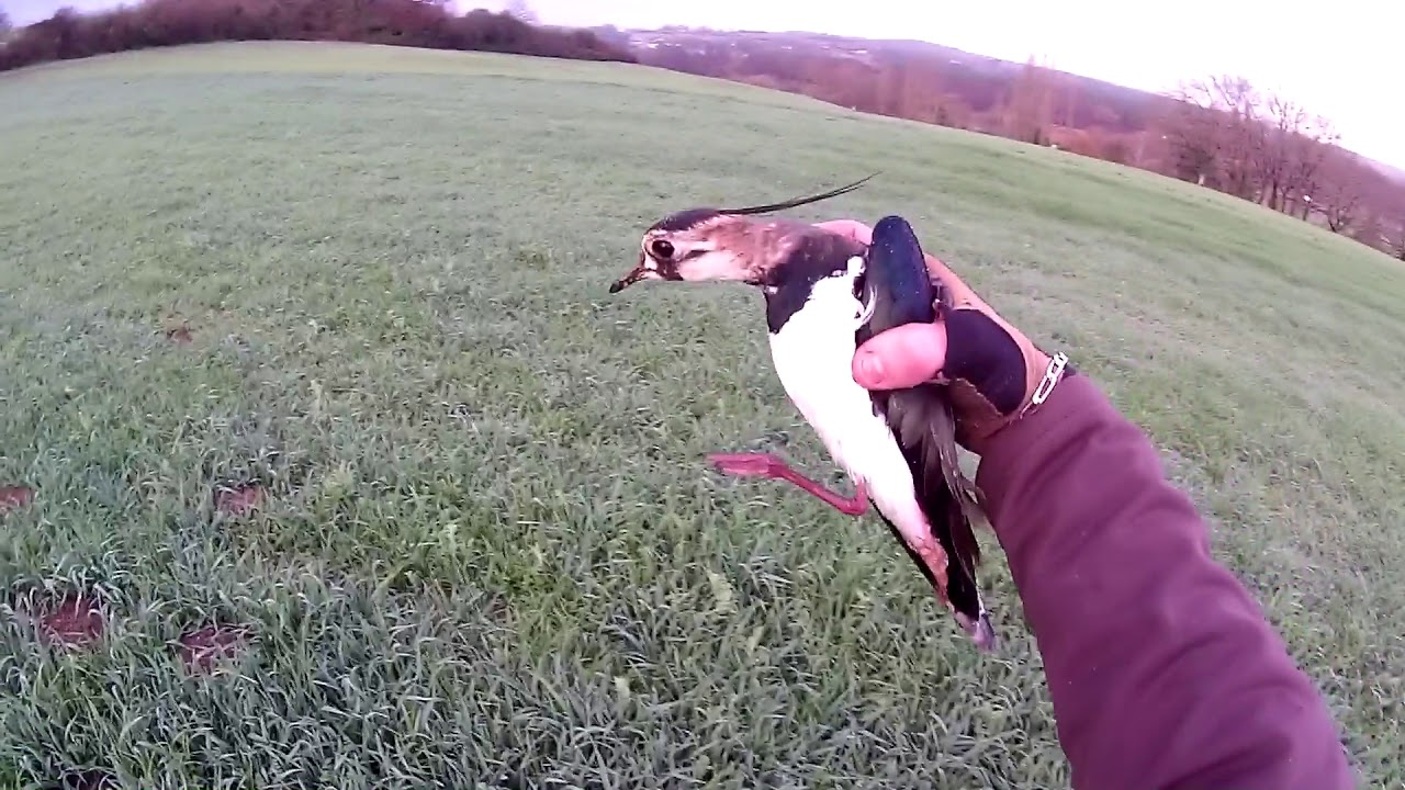 Chasse au petit gibier..