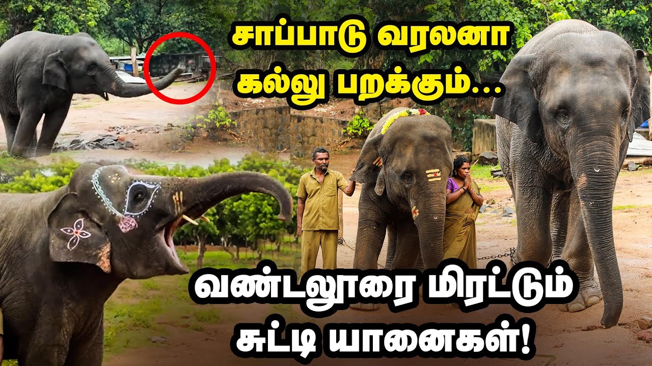 வண்டலூரை கலக்கும் 6 வயது குட்டியானை😍 | Vinayaka Chaturthi Special Treat For Vandalur Zoo Elephants