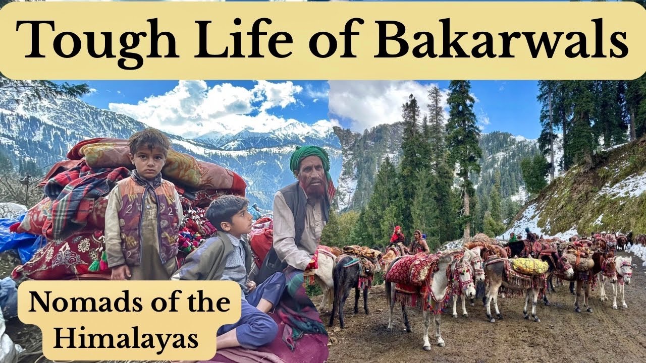 The Harsh Journey of Bakarwals | Nomads of the Himalayas | Offbeat Jammu Kashmir, Ep. 3 |