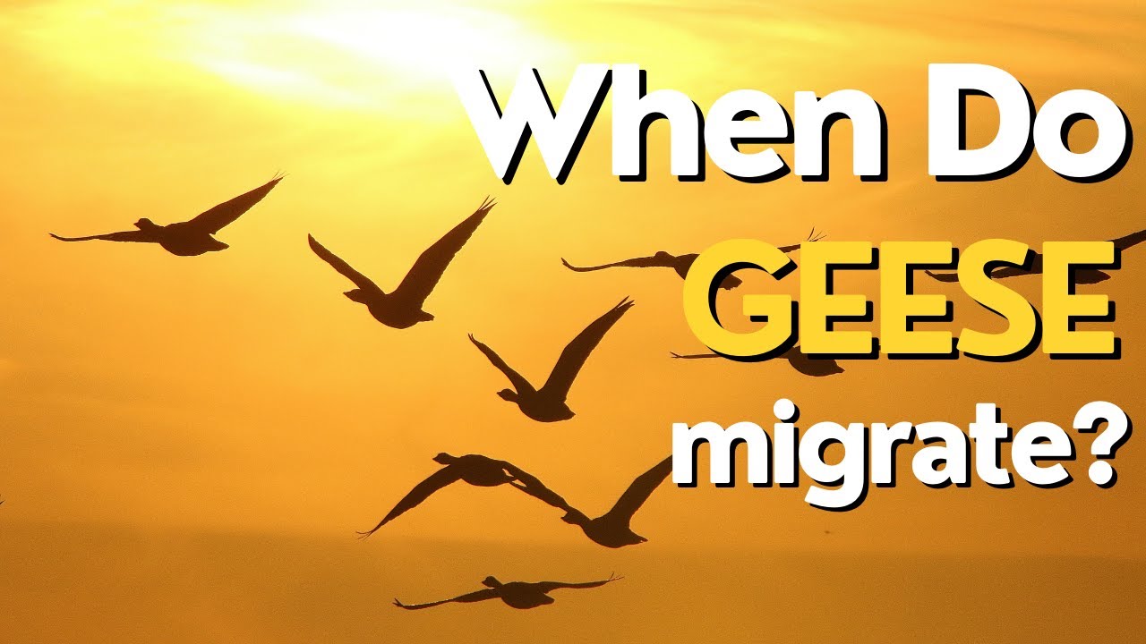 When Do Geese Migrate? Exploring the Fascinating Migration Patterns of Geese