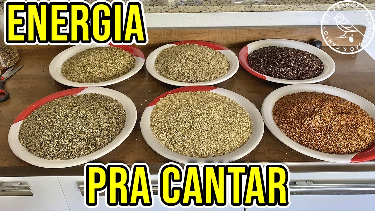A MISTURA TOP PRA DAR ENERGIA PARA SEU PAPA CAPIM