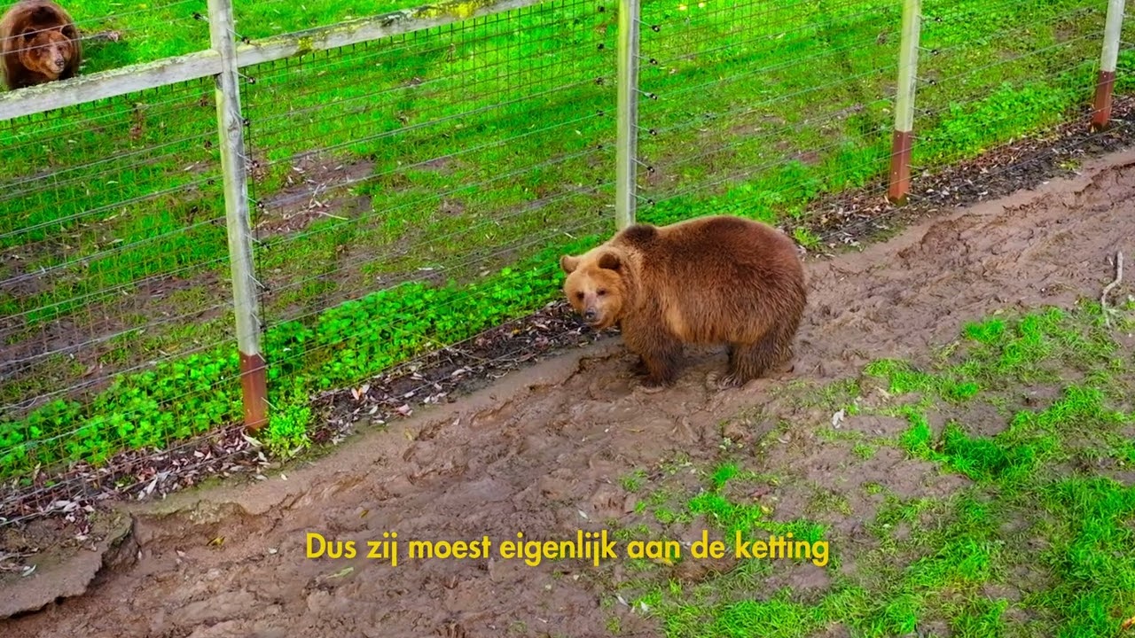 Het verhaal van Uli