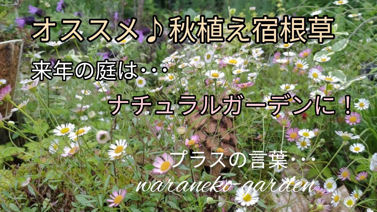 オススメ秋植え宿根草　来年の庭はナチュラルガーデンに･･･＼プラスの言葉＼Perennials I want you to plant in the fall