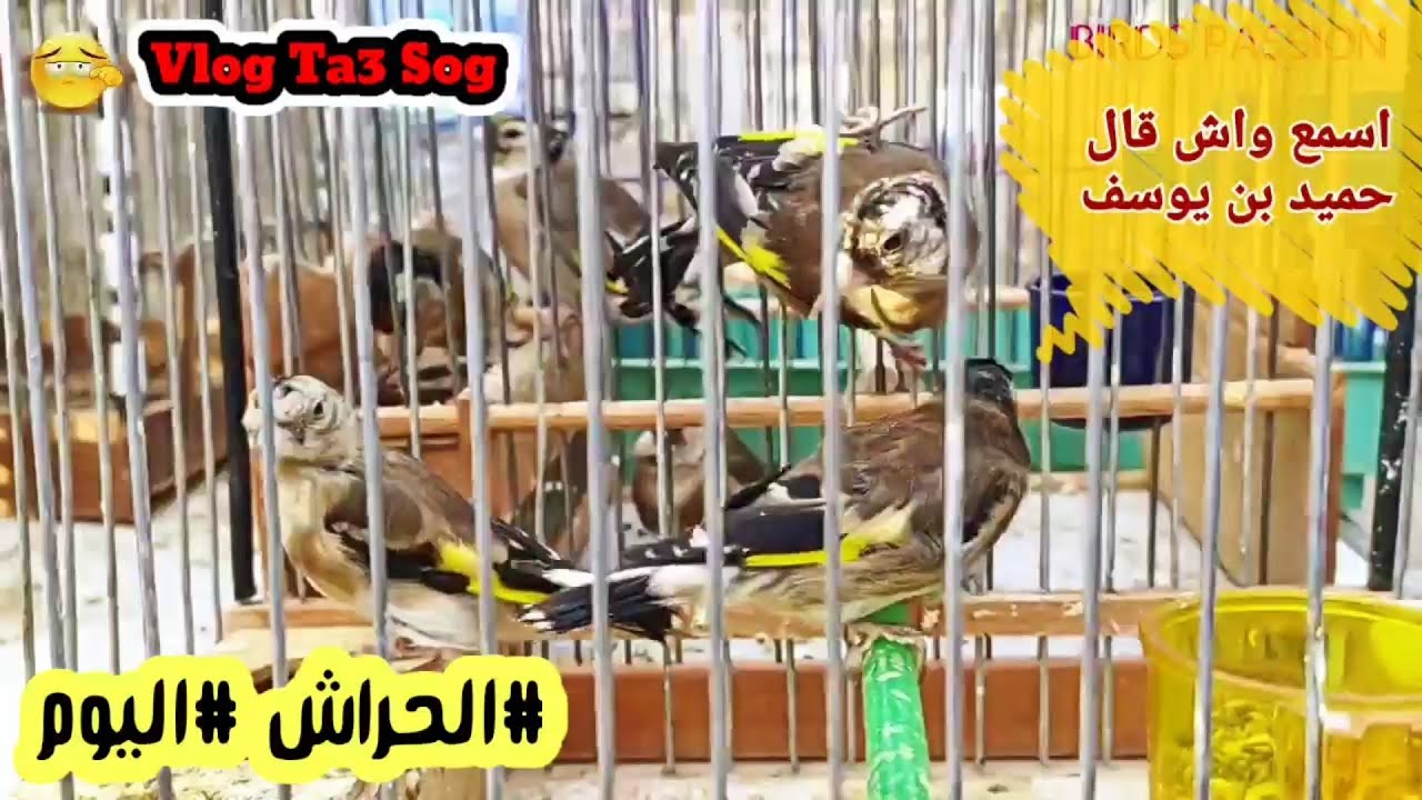 المقنين حكايتو حكاية و الكلمة الاخيرة لخونا حميد بن يوسف