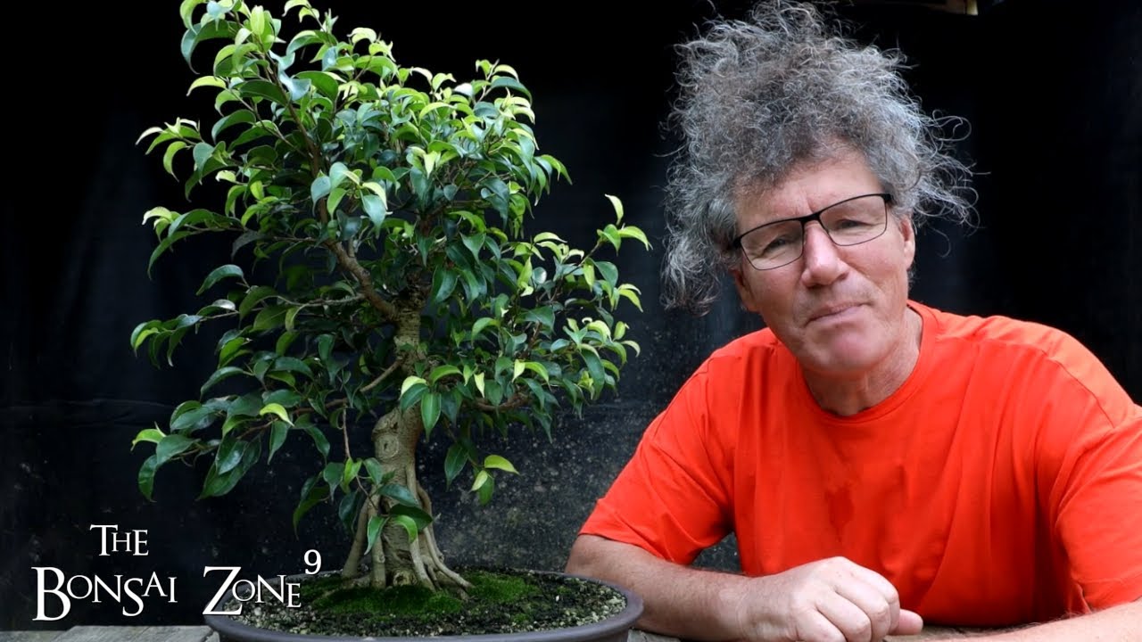 Ficus Friday, My Ficus benjamina, The Bonsai Zone, Sept 2022
