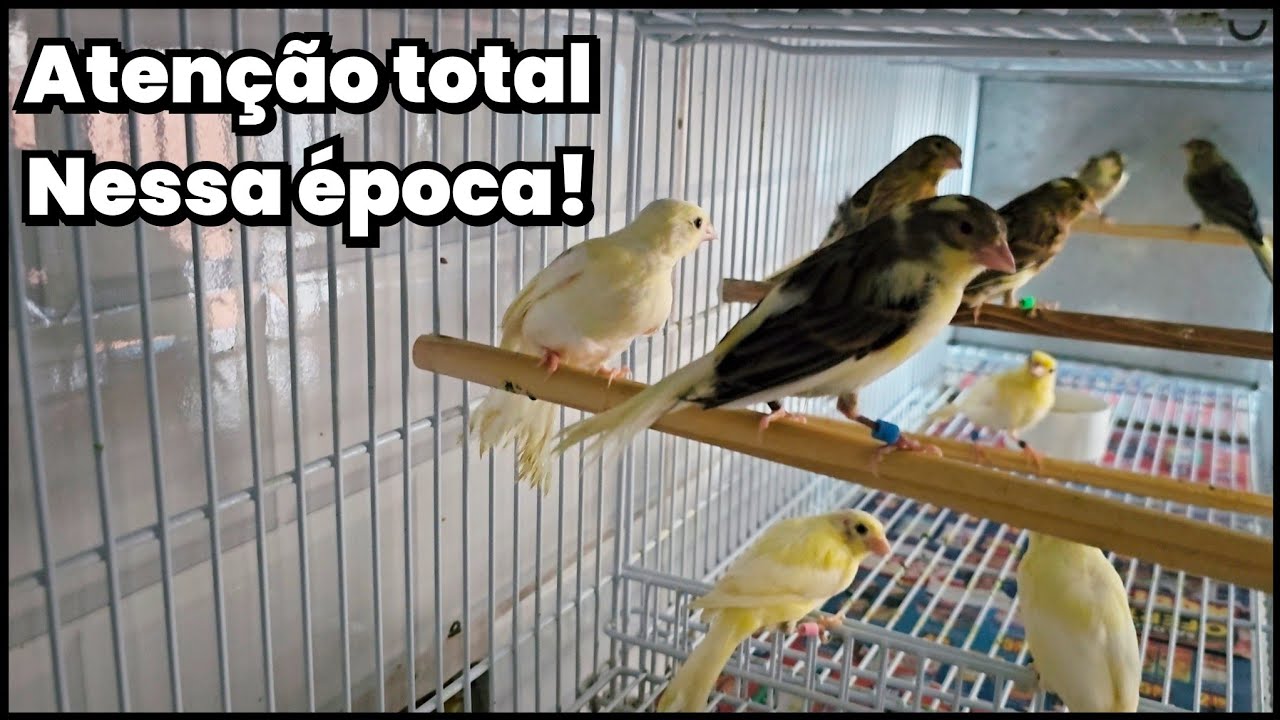 Começou a muda de penas, e ainda tem muito filhote pra separar