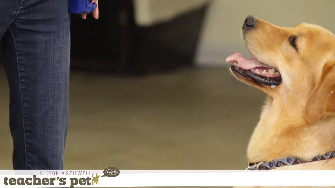 Taking Treats Gently | Teacher's Pet With Victoria Stilwell