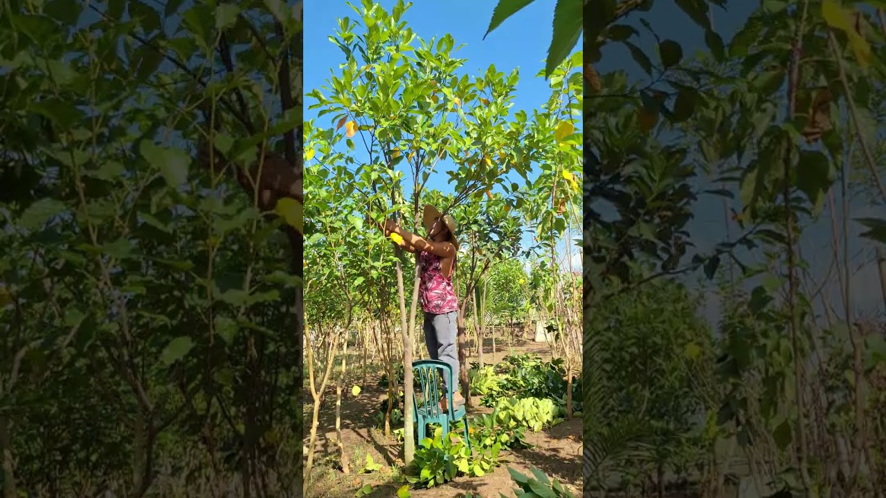 how to prune jackfruit. how to fruit jackfruit