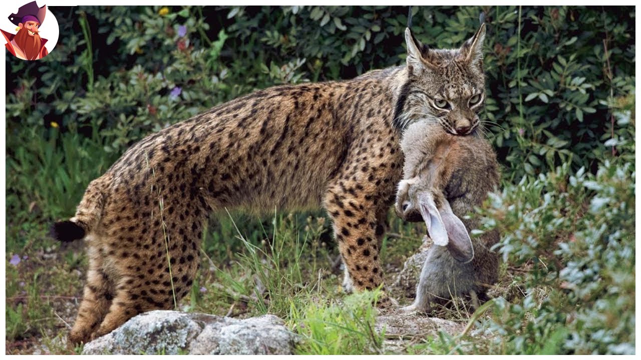 Los Más Raros Momentos Captados Por La Cámara De Linces Y Gatos Monteses Cazando