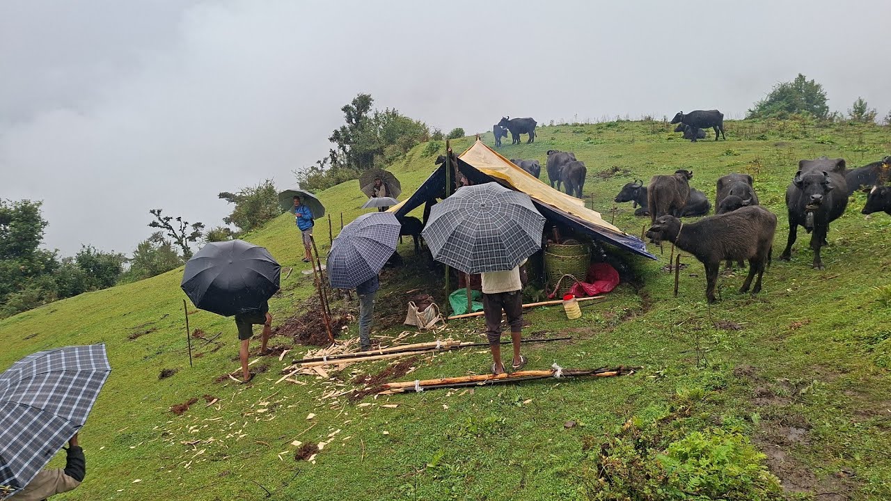 This Is Himalayan Shepherd  Lifestyle During Havey Rainy Day Organic food  Coking Eating Hardworking