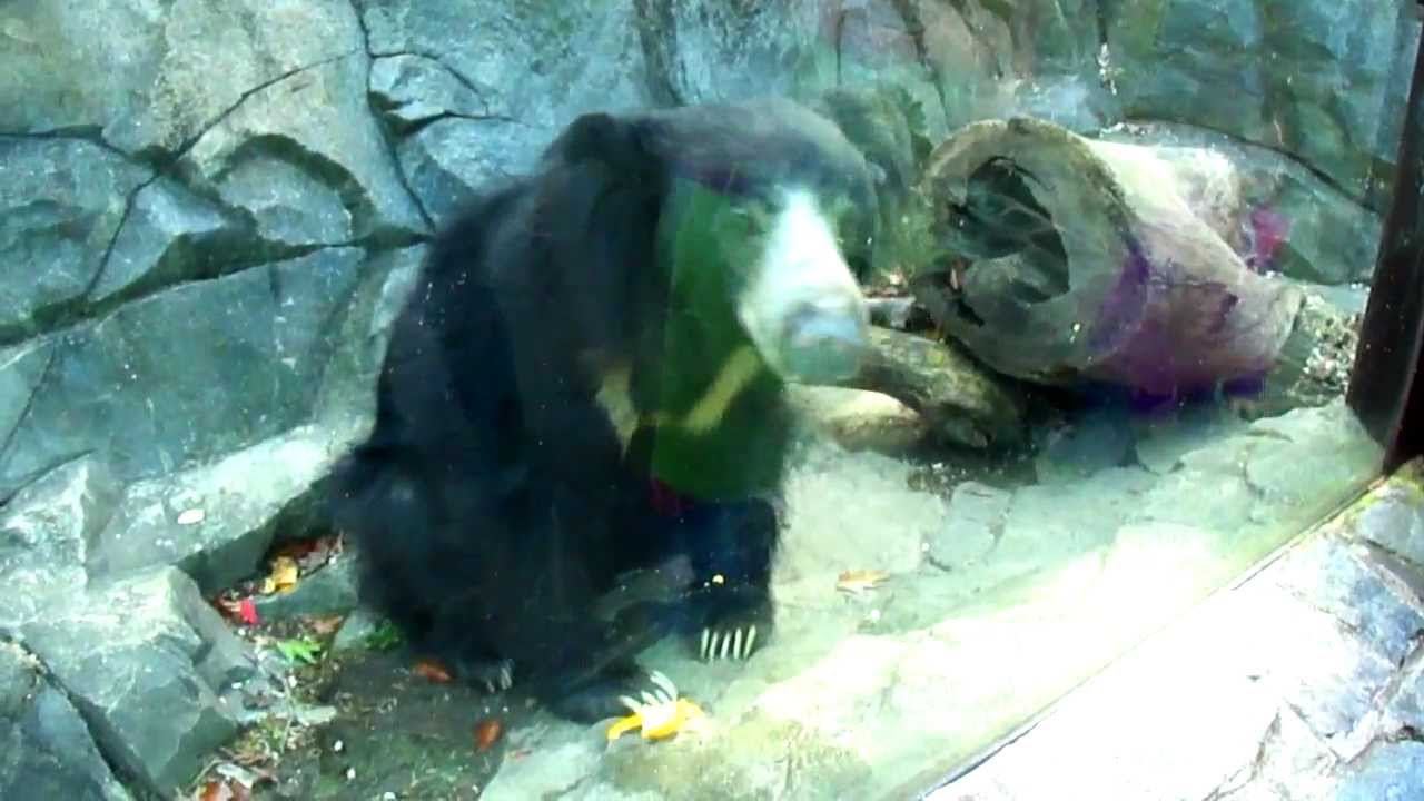 Friendly Sloth Bear at the National Zoo in Washington, D.C.